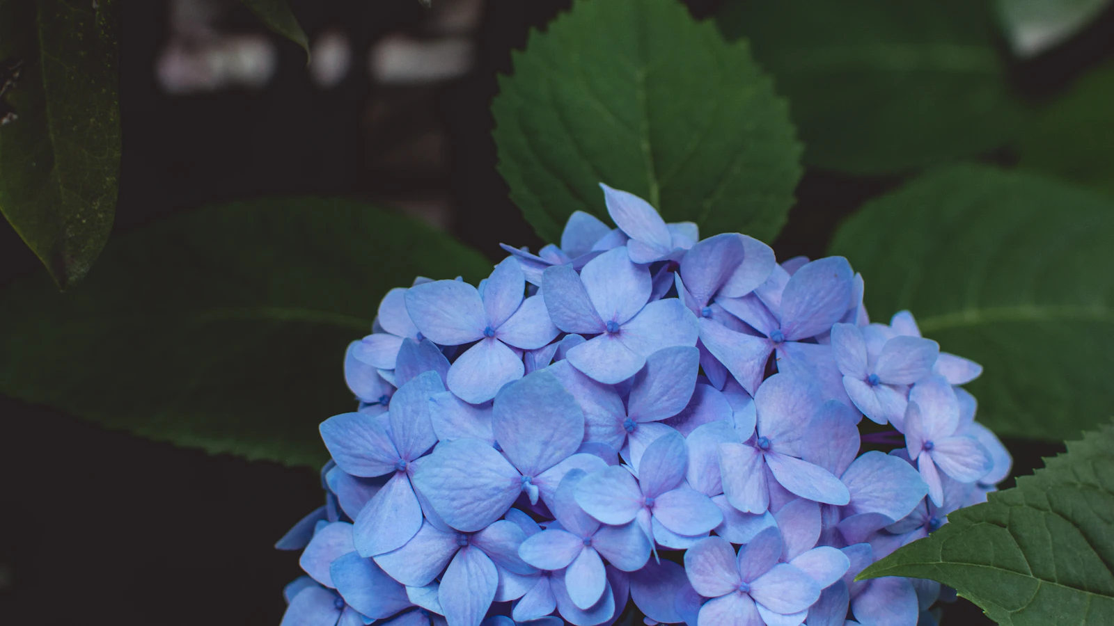 Plantas ácidas (hortensias, azaleas, camelias): por qué el sustrato normal no les sirve