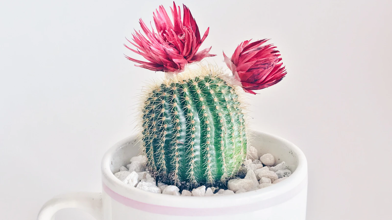 Suculentas y cactus para principiantes: qué necesitan de verdad (y qué no)