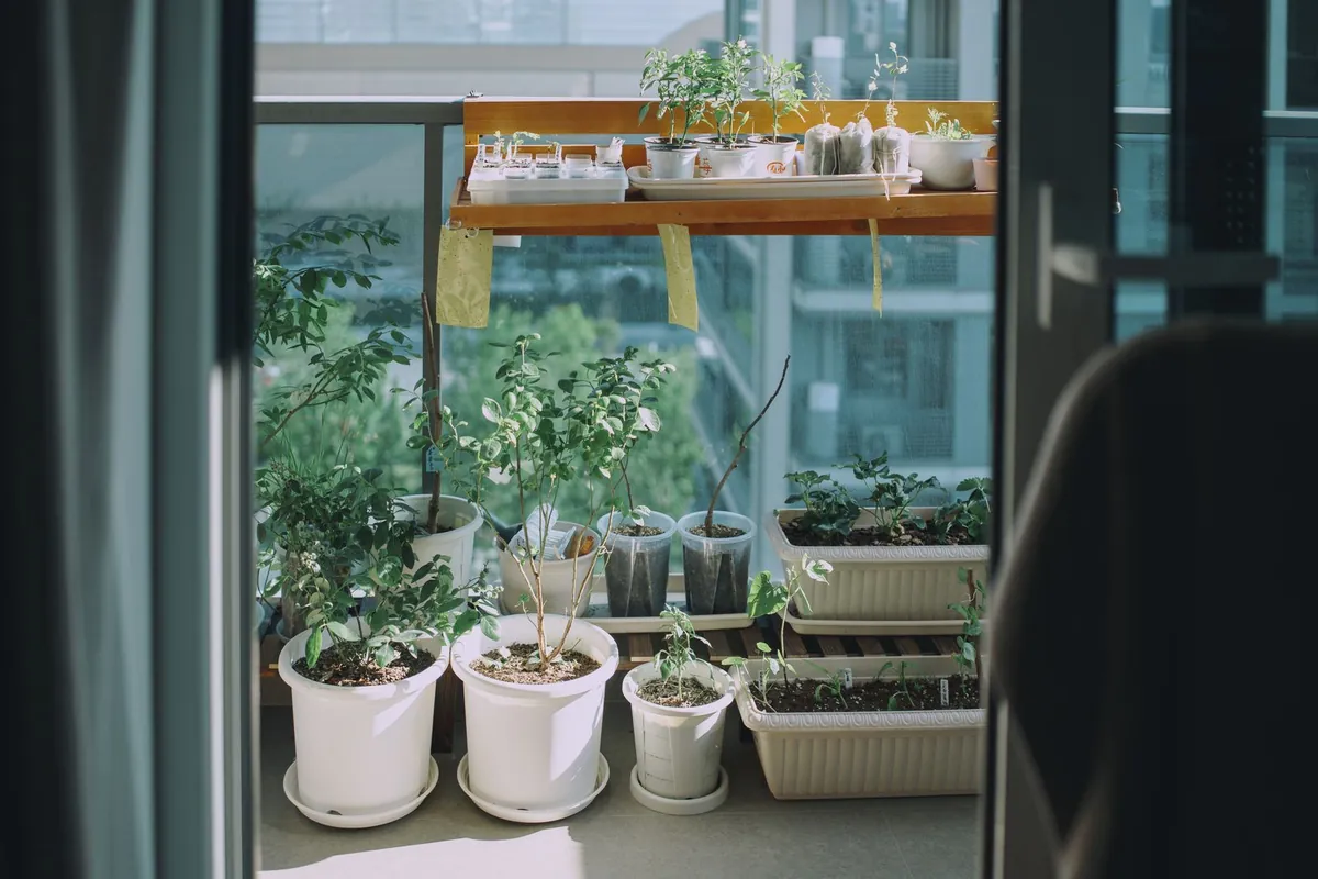 Balcón urbano con macetas de plantas y hierbas al sol