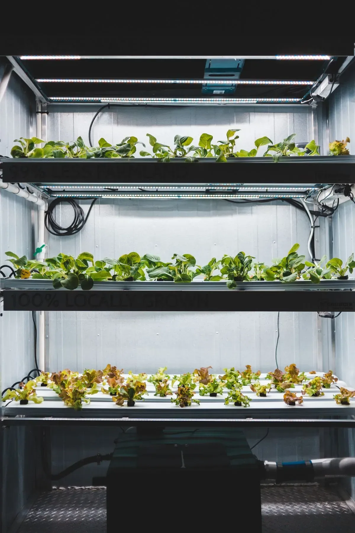 Lámpara LED de cultivo sobre hortalizas en interior