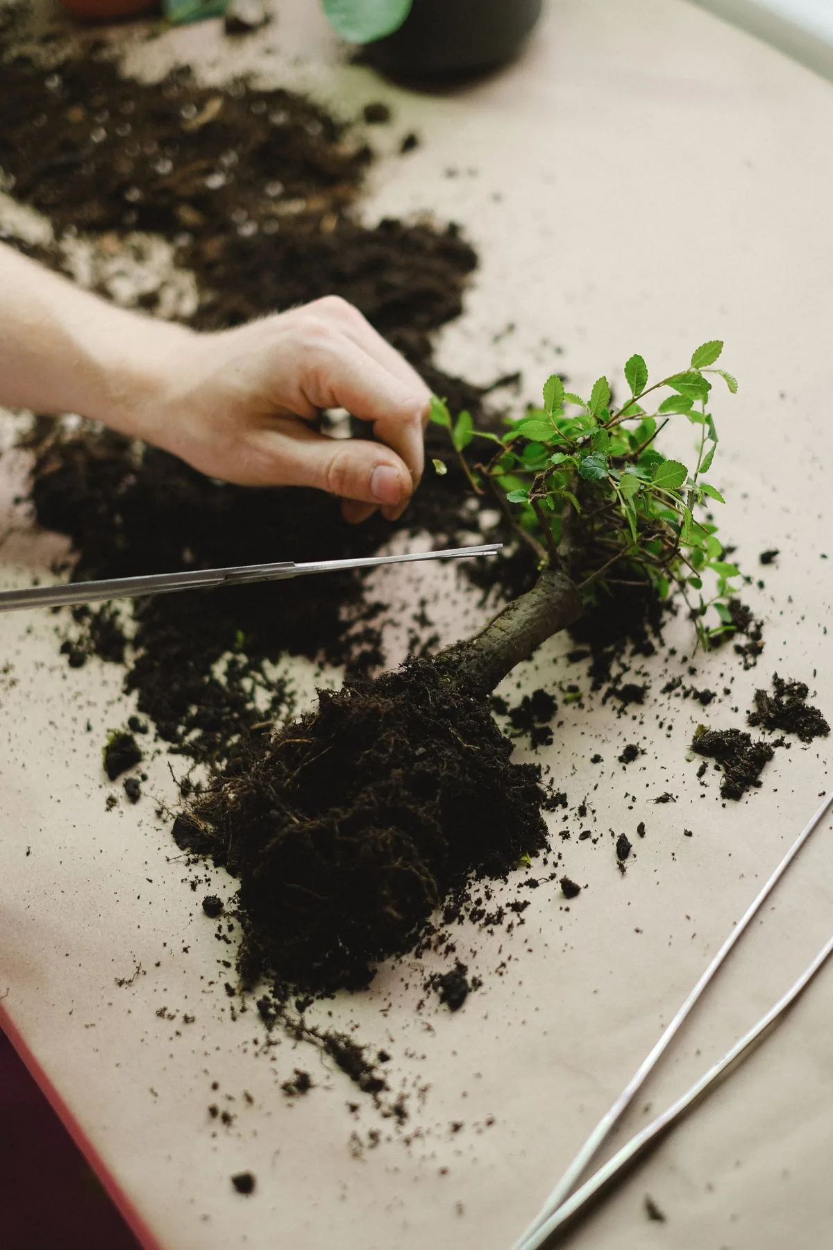 Mano usando tijeras para podar una planta pequeña