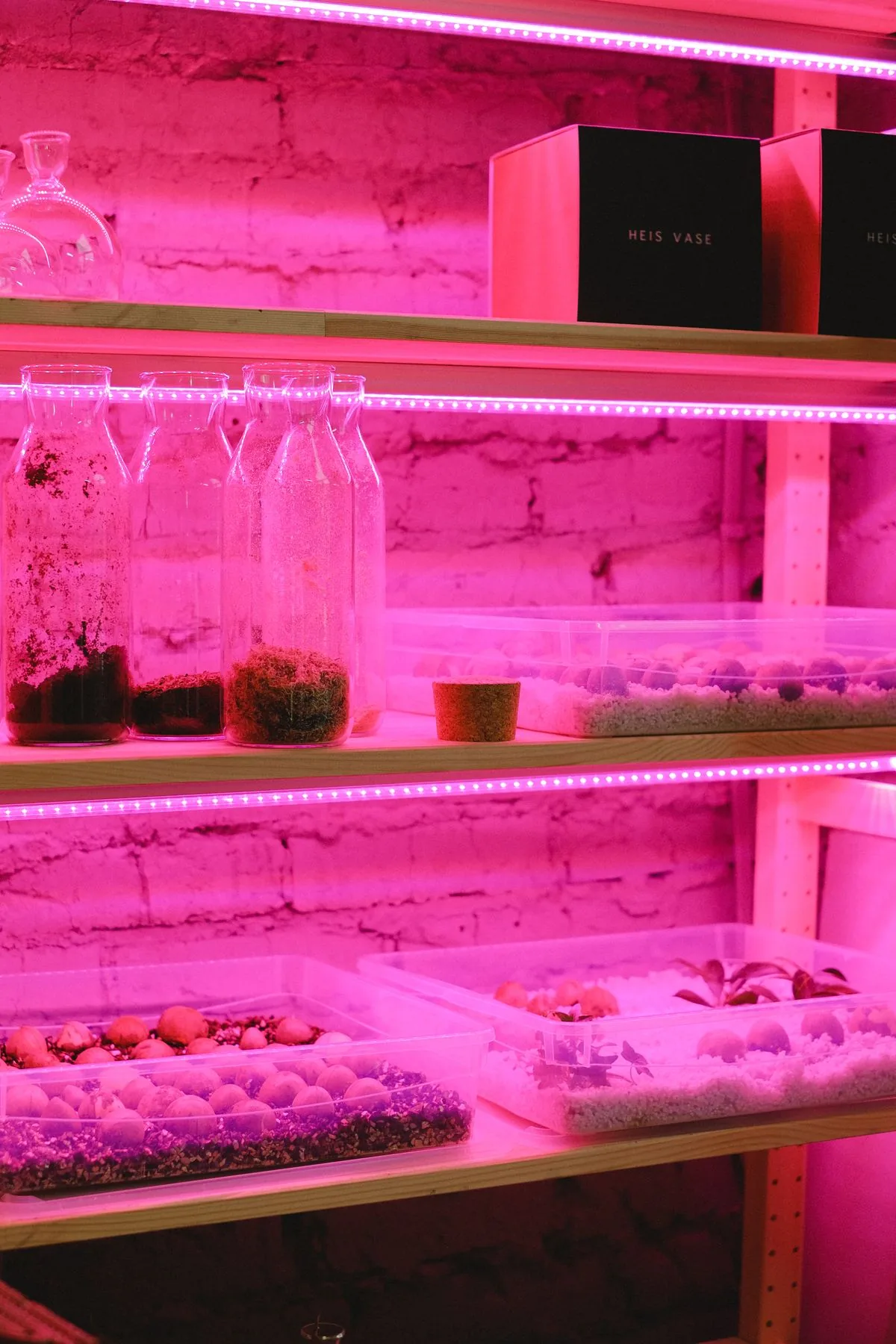 Estantería con plantas iluminada con luz LED rosa