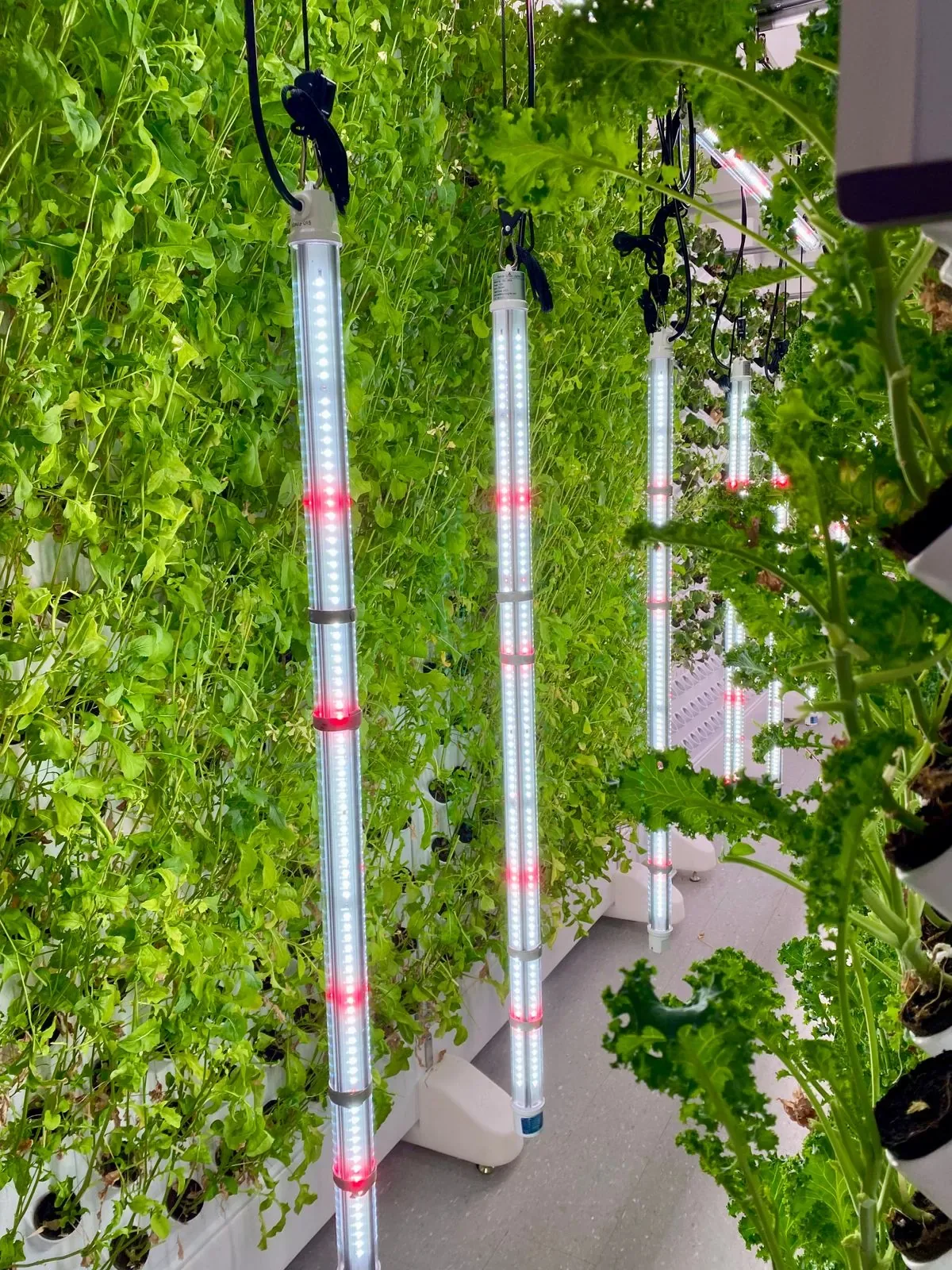 Sistema hidropónico vertical iluminado con luces LED
