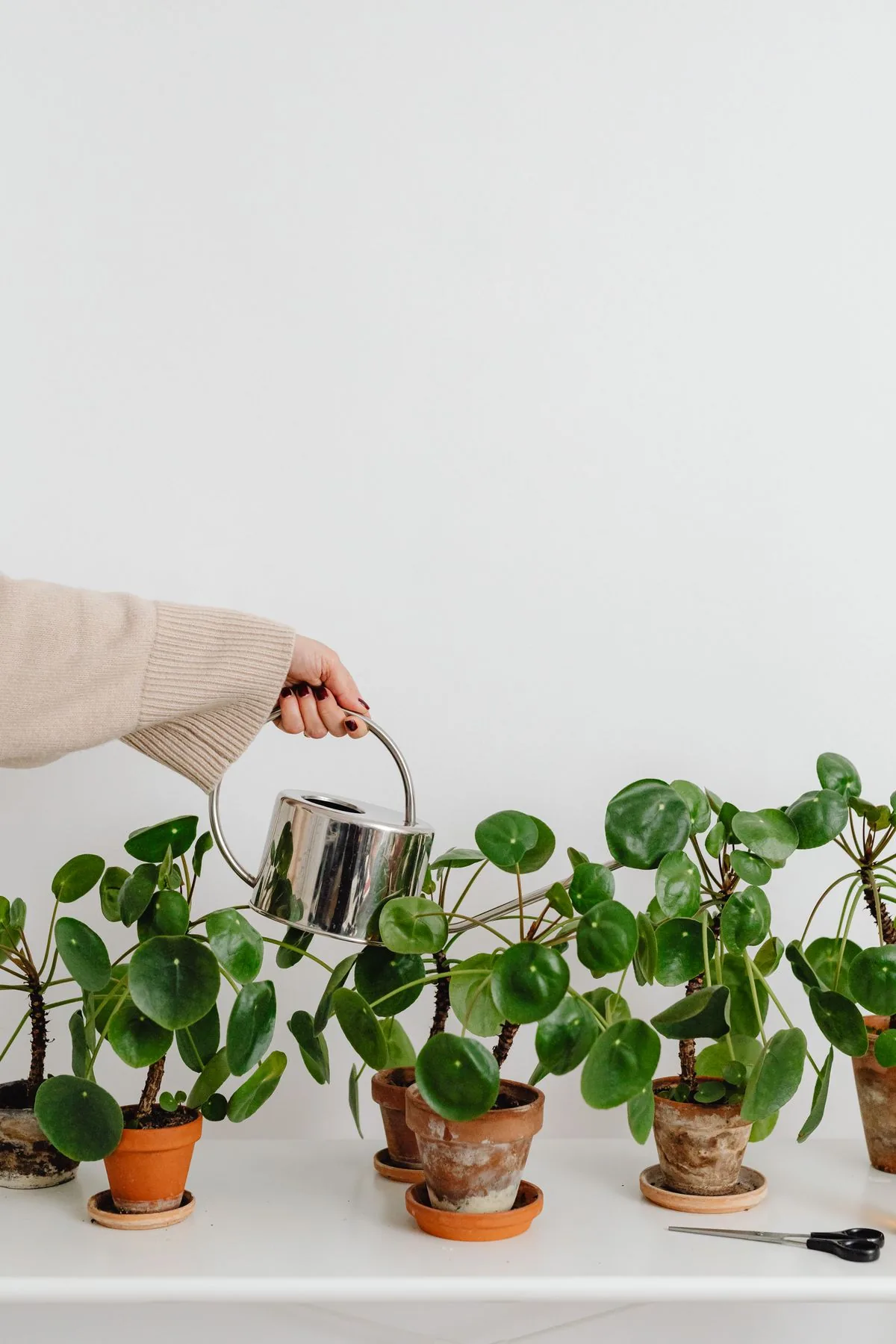 Mano regando macetas colocadas en una estantería blanca