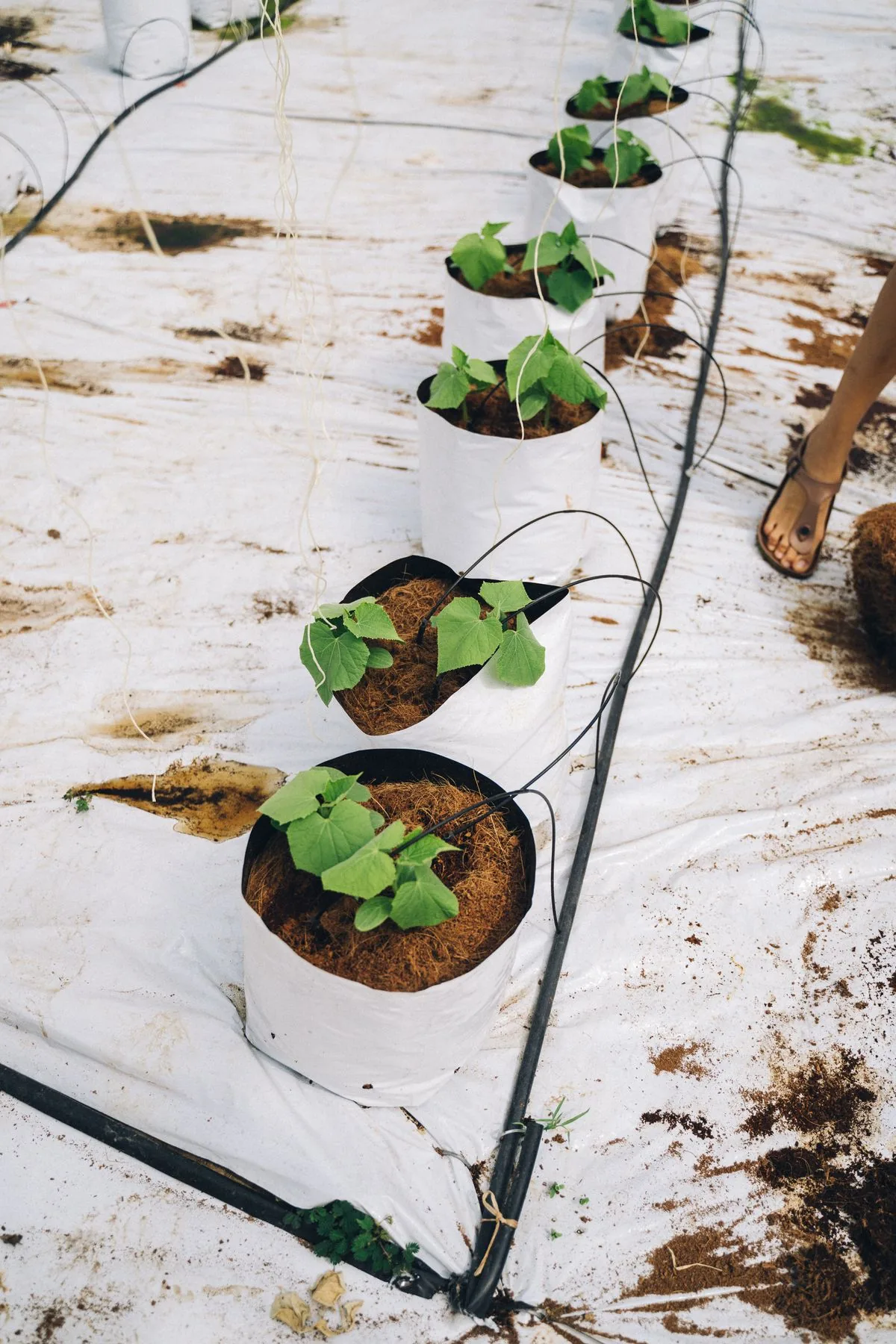 Plantas en macetas con sistema de riego por goteo en invernadero