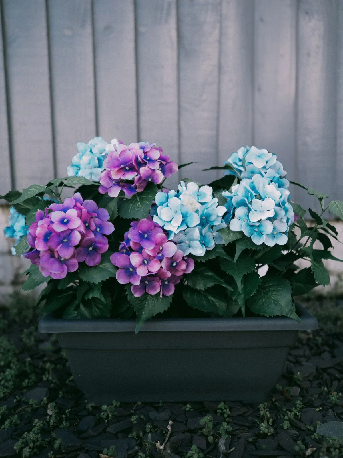 Hortensias azules y moradas en una maceta