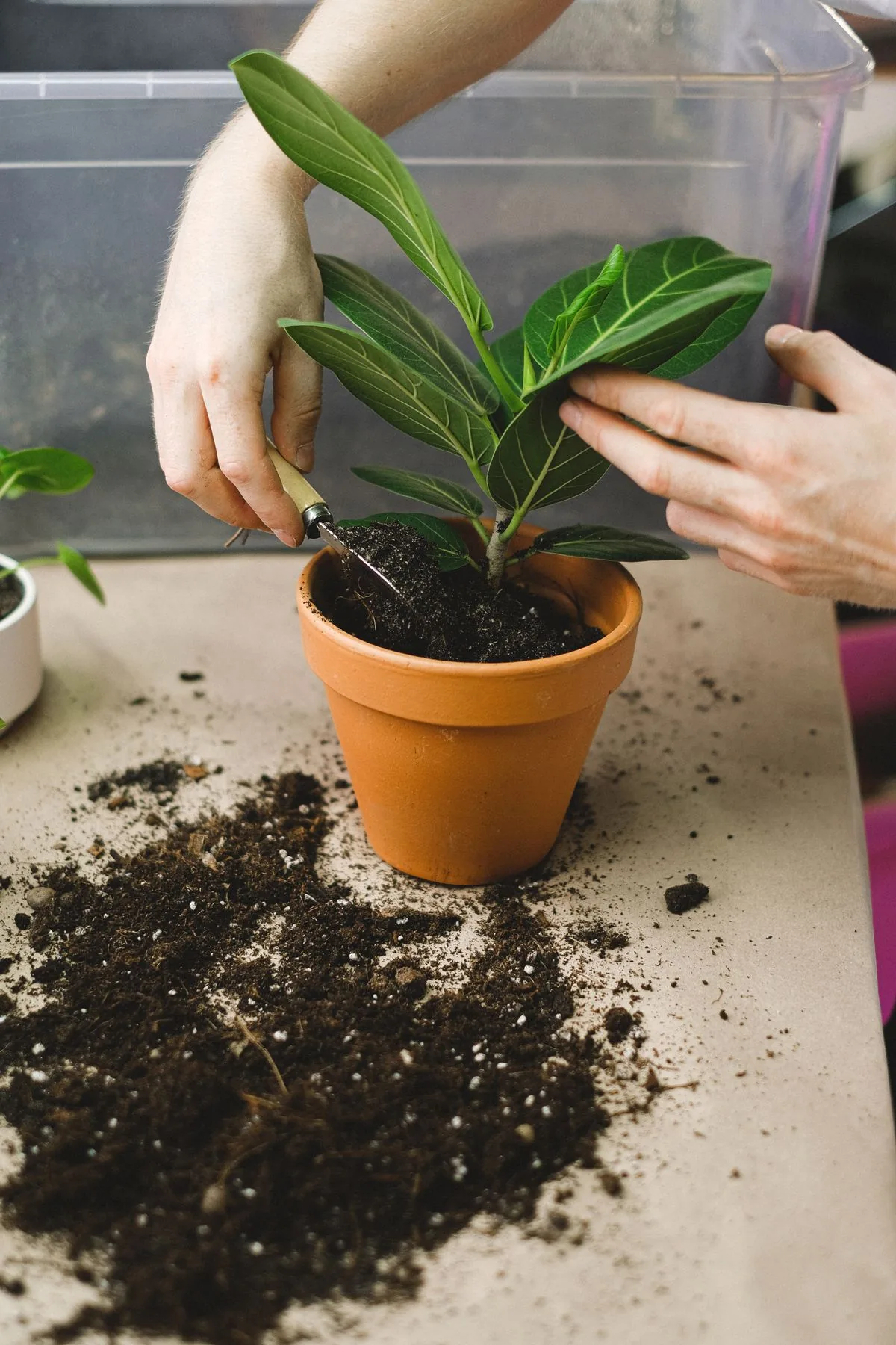 Manos plantando en una maceta de barro