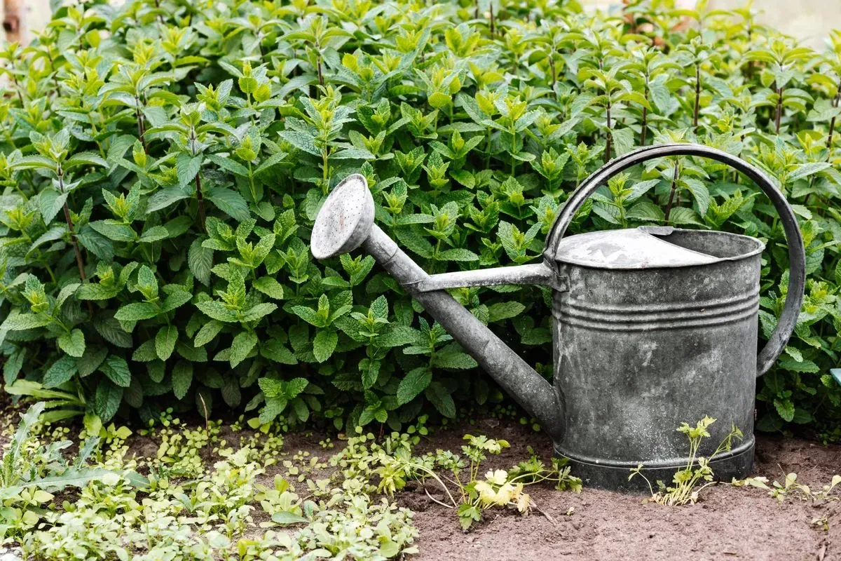 Regadera metálica junto a plantas